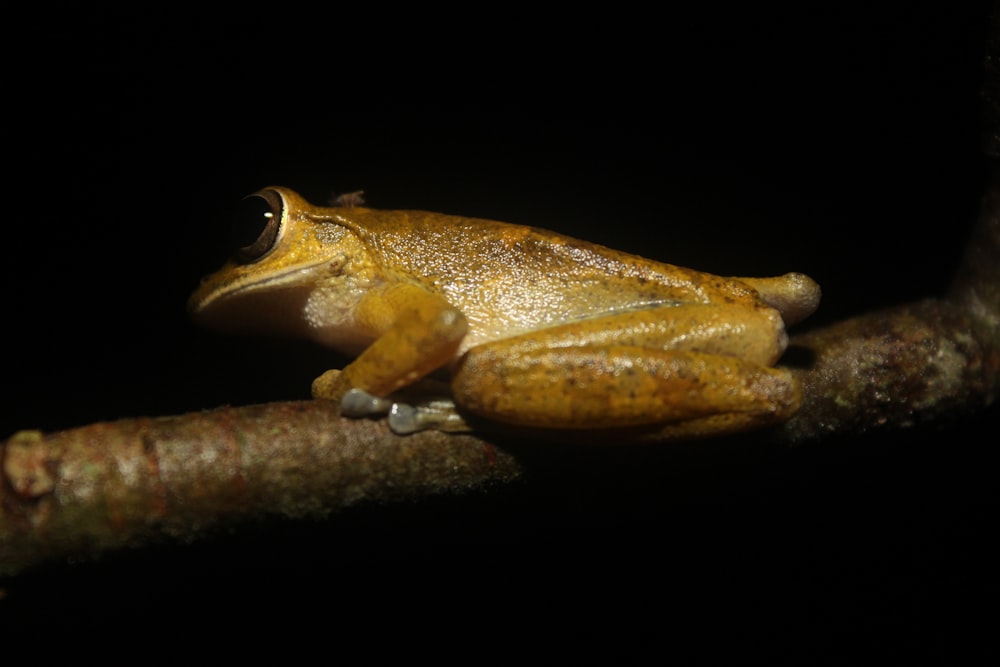 brown frog perched on tree branch