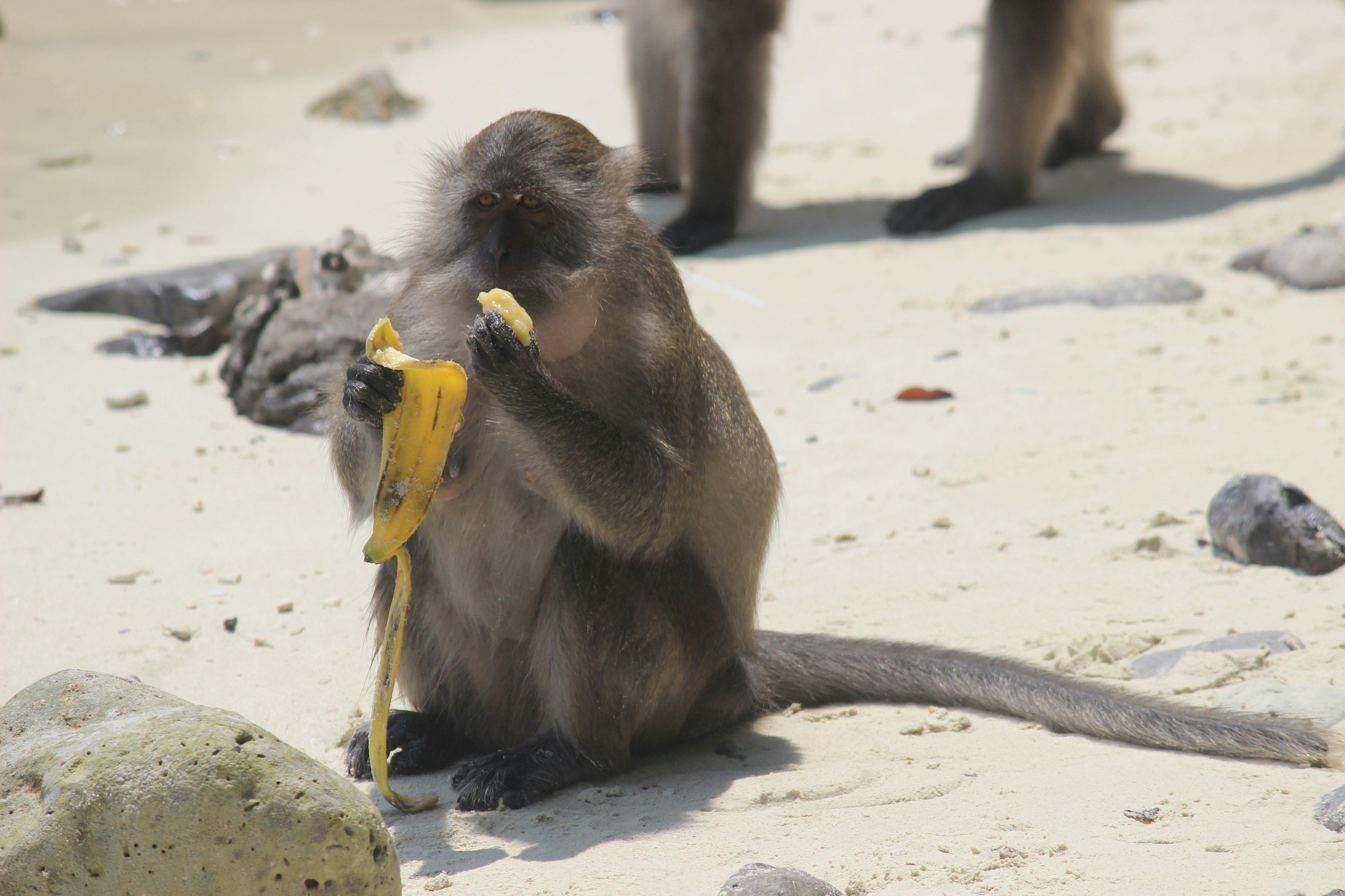 Free Unsplash photo from saran gill