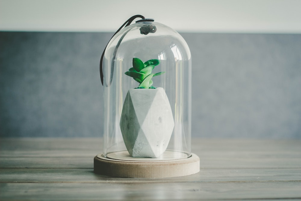 selective focus photography of pineapple artwork in glass dome