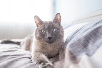 Gentle veterinarian examining a calm cat's leg in a modern orthopedic clinic with blue and gray tones.