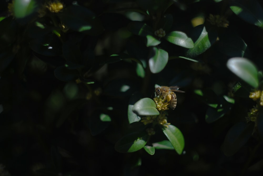 Photographie sélective de mise au point d’abeille sur feuille