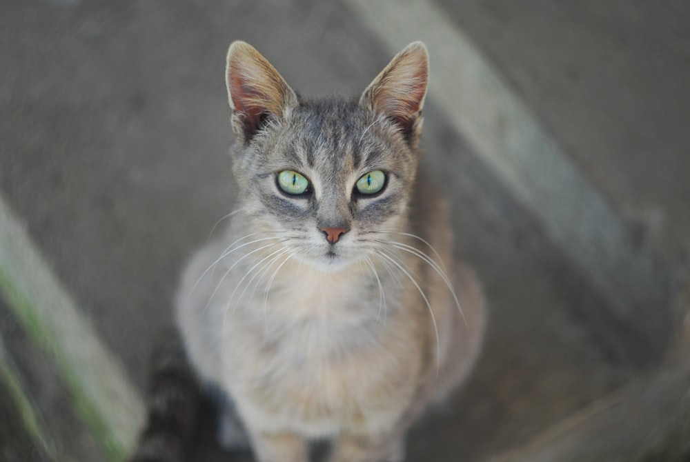 silver tabby cat looking upward