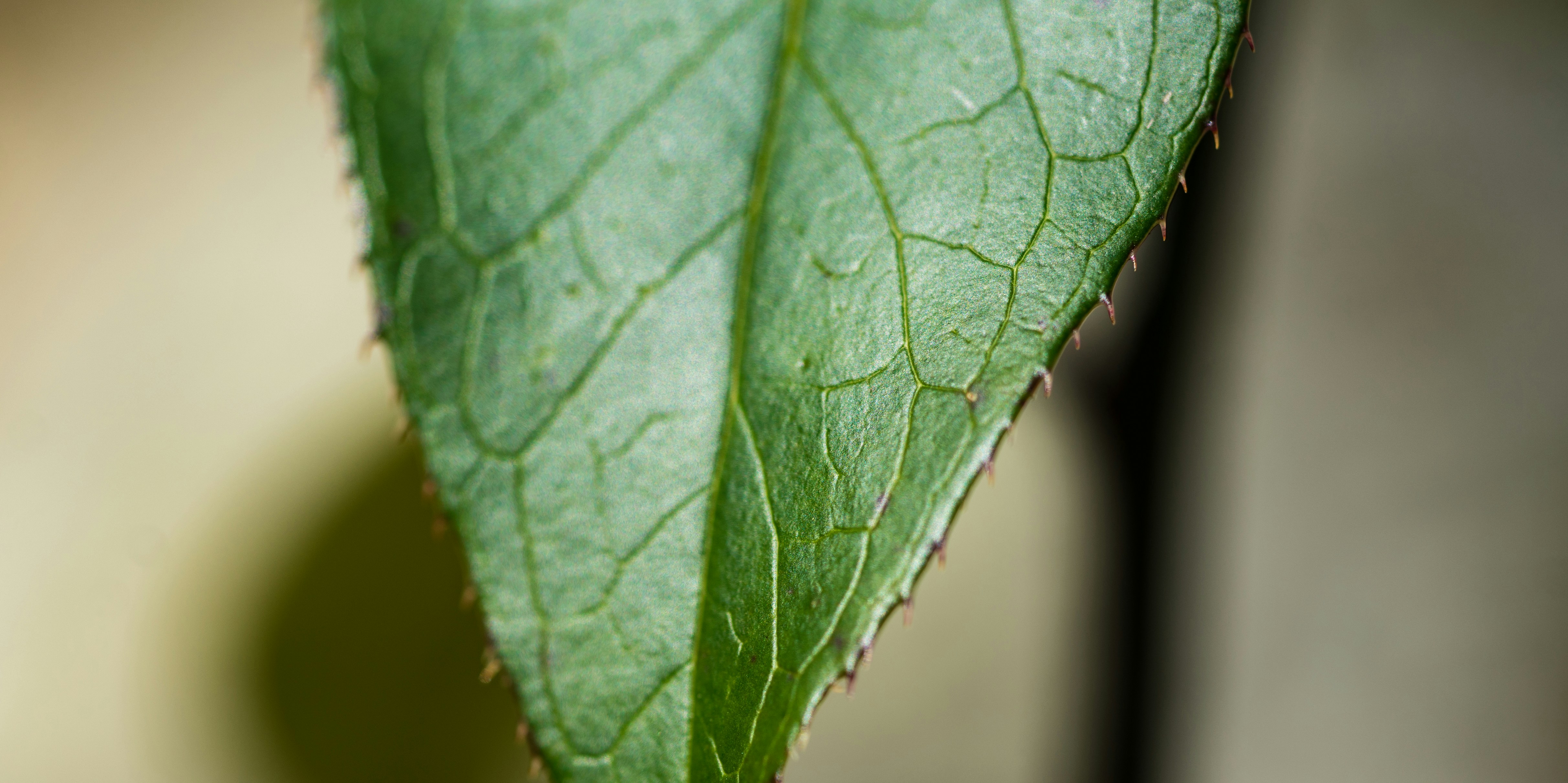 Free Unsplash photo from Jeffrey Wegrzyn