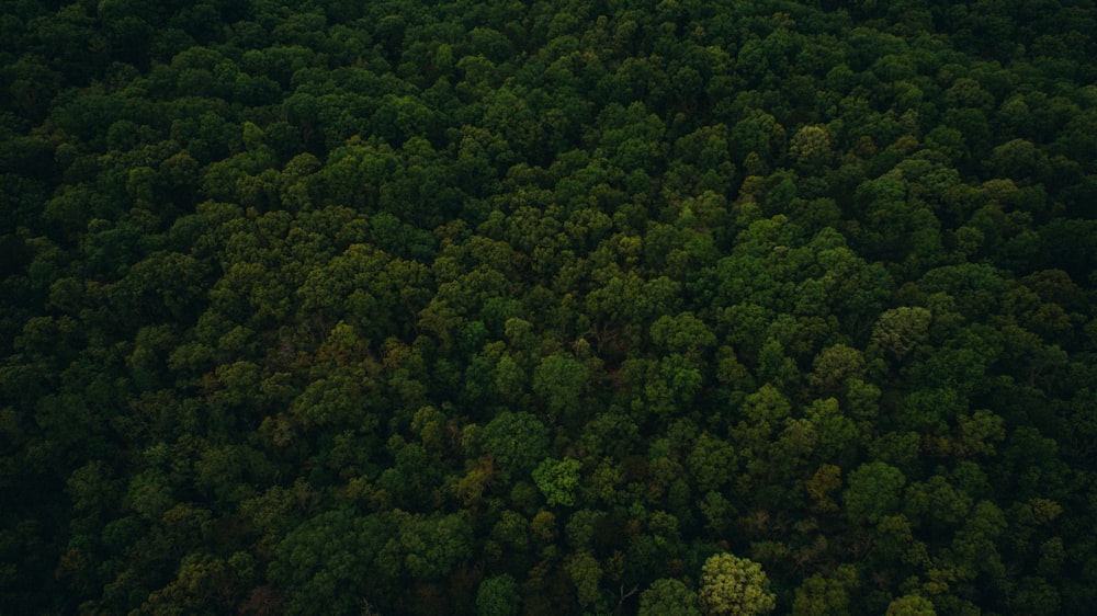 green trees