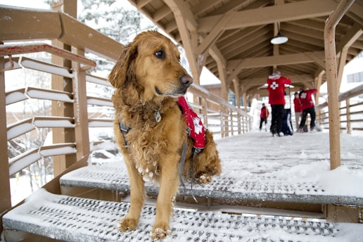 A golden retriever wearing a red vest sits on snow-covered steps under a wooden shelter. In the background, several people in red jackets are visible, likely part of a ski patrol team, as they stand on the snowy pathway.