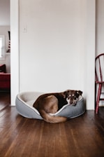 A brown dog with white markings is curled up in a gray and white pet bed. The setting is a room with wooden flooring, white walls, and a visible red chair to the right. In the background, there is a glimpse of another room with a red sofa and a window.