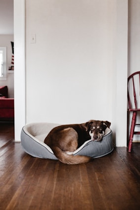 A brown dog with white markings is curled up in a gray and white pet bed. The setting is a room with wooden flooring, white walls, and a visible red chair to the right. In the background, there is a glimpse of another room with a red sofa and a window.