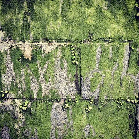 A close-up of a sophisticated moss wall art piece showcasing vibrant greenery.