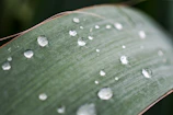 A close-up of clear water droplets reflecting sunlight on a green leaf.