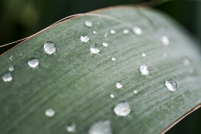 A close-up of clear water droplets reflecting sunlight on a green leaf.