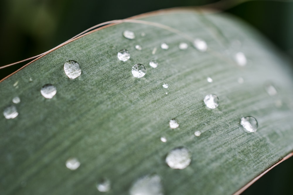 selective focus photography of dew on green leaf