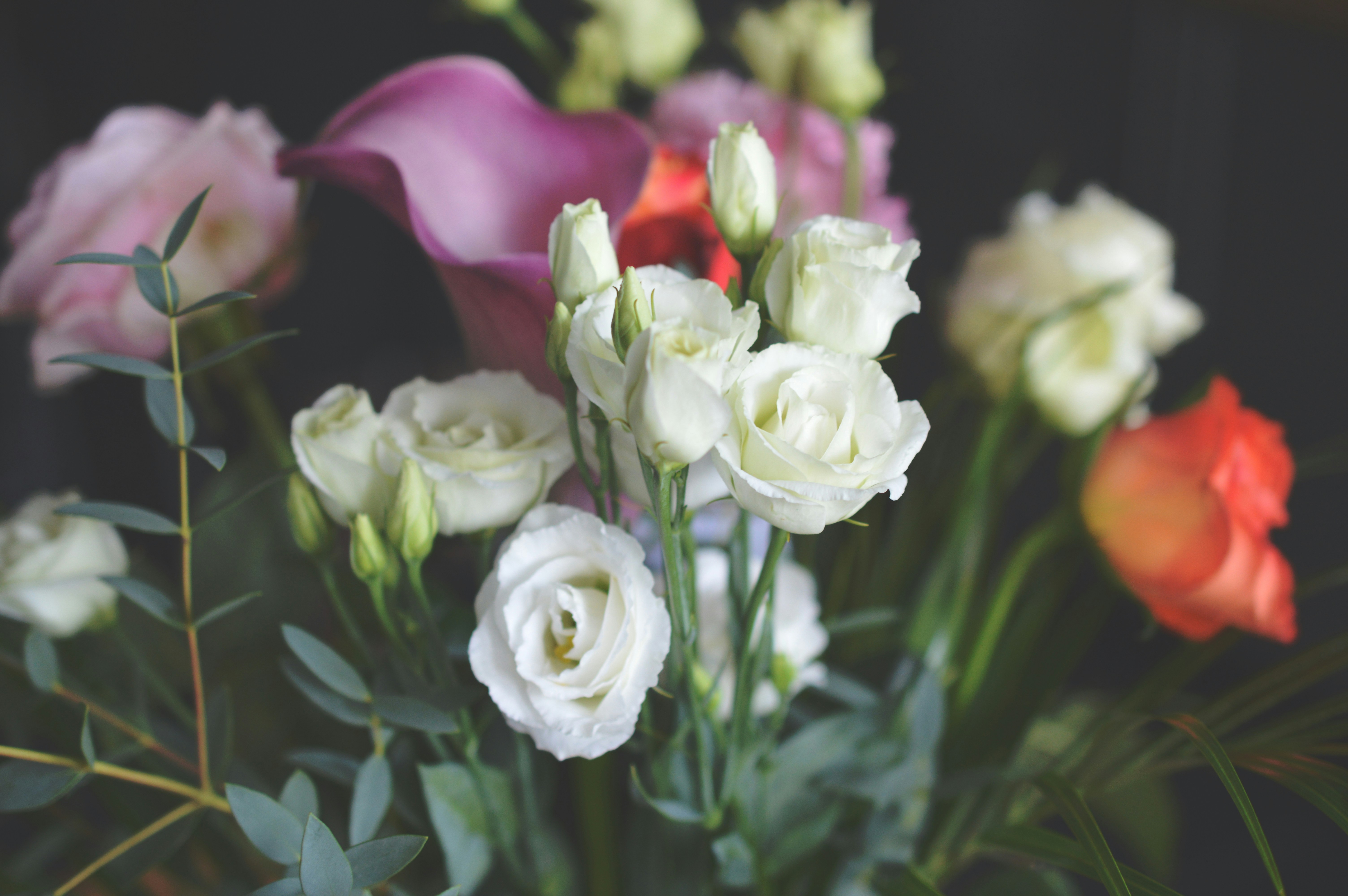 Free Unsplash photo from Présci