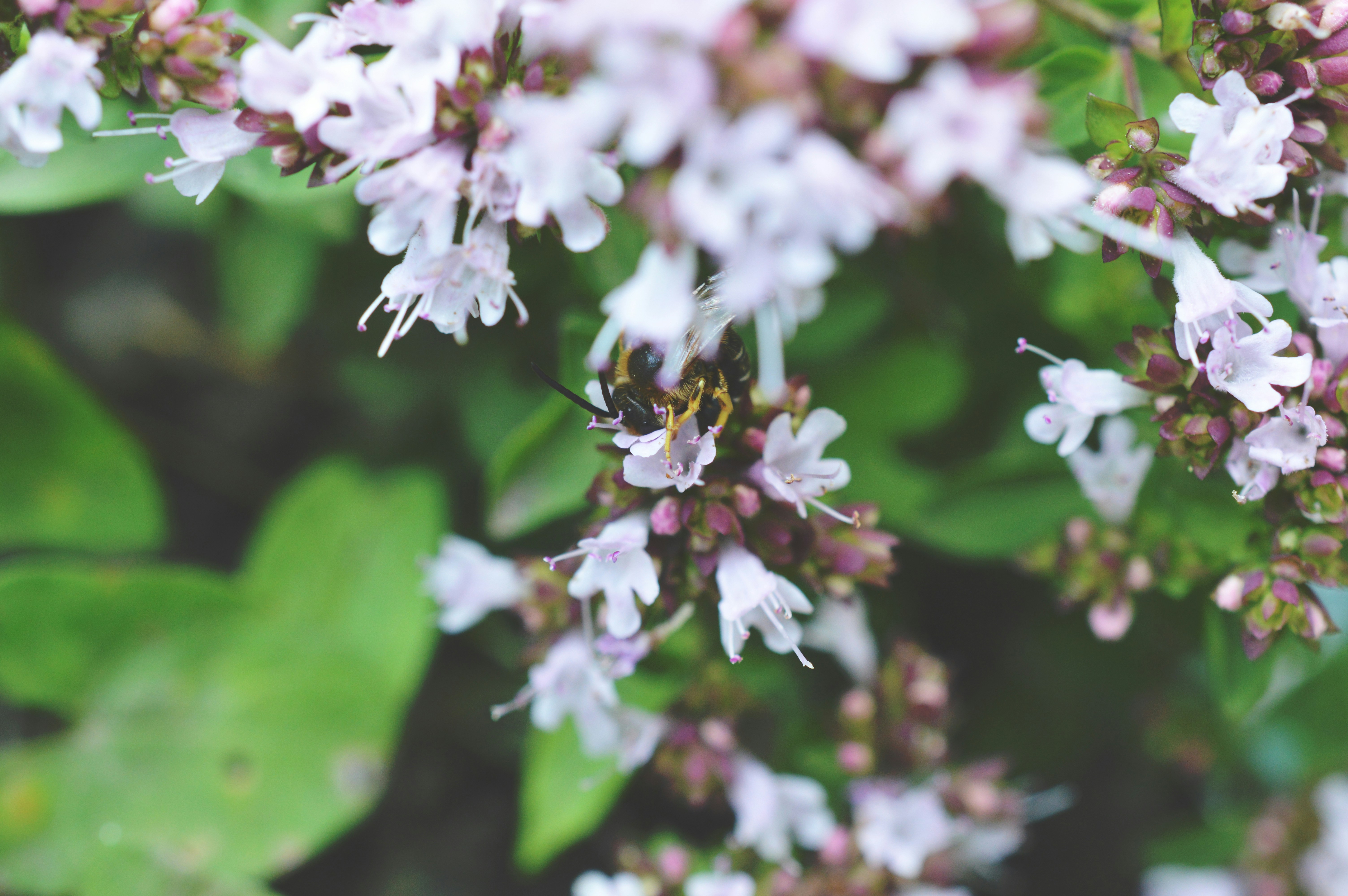 Free Unsplash photo from Présci