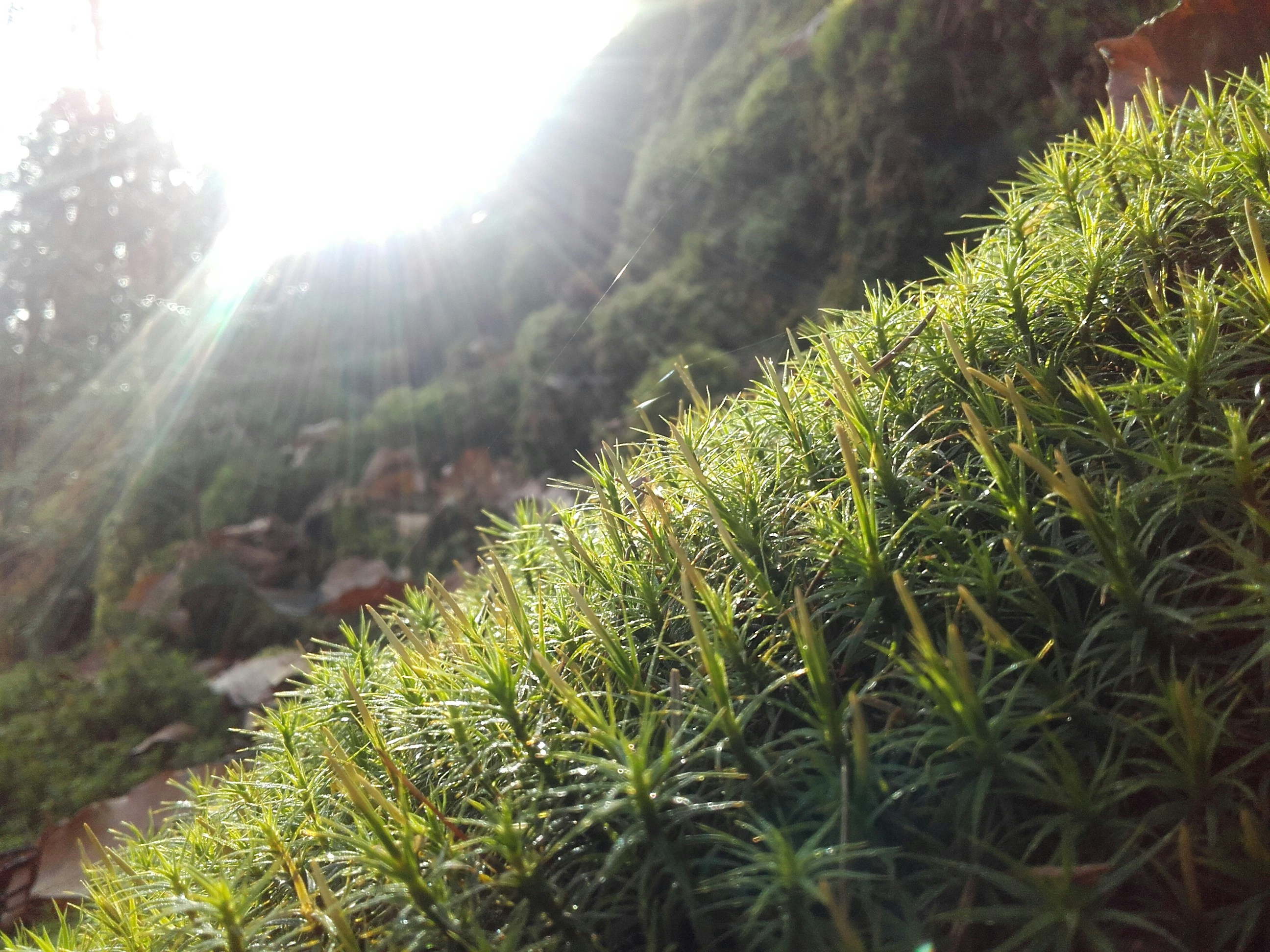 Free Unsplash photo from fabien loos