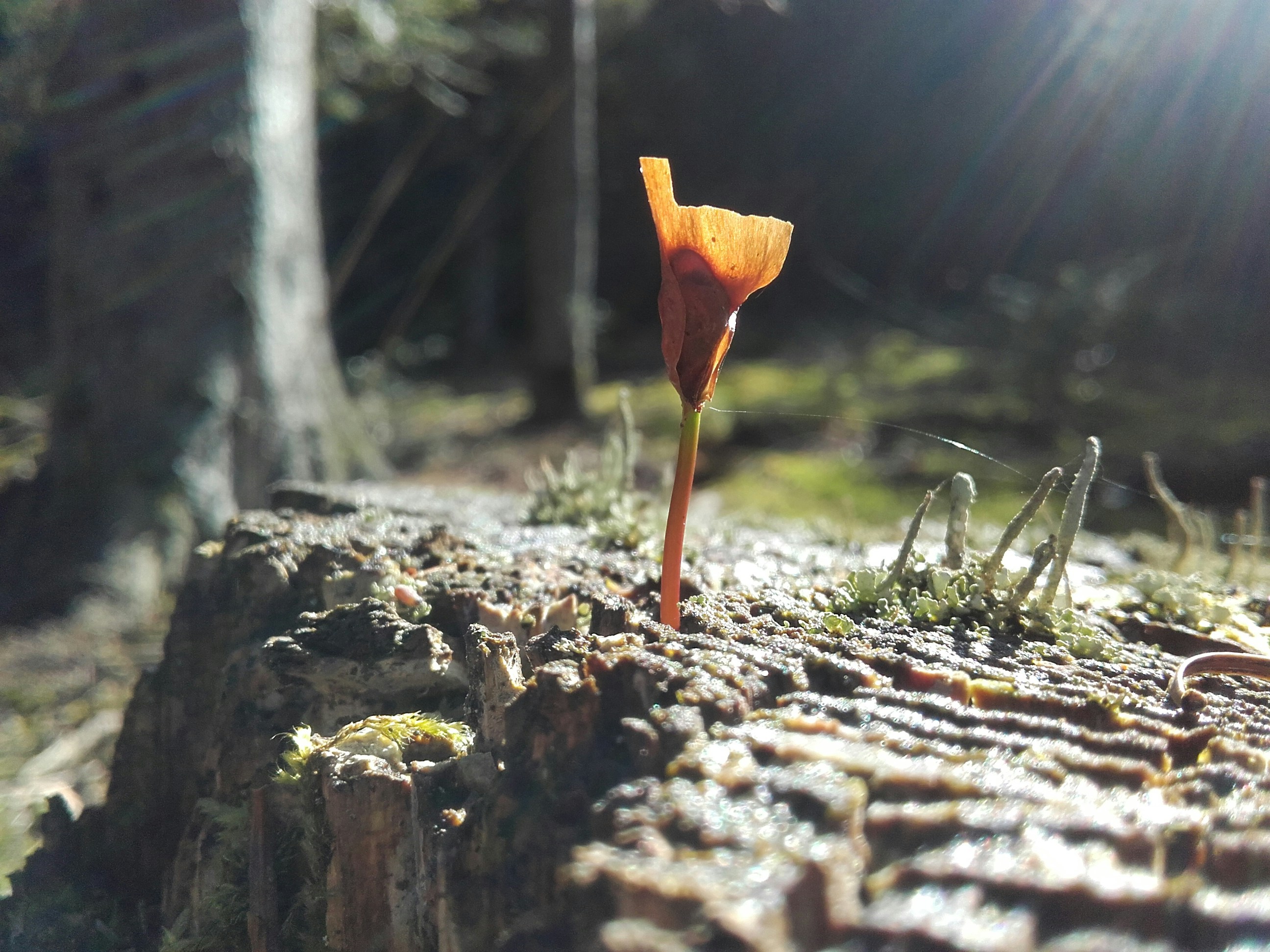 Free Unsplash photo from fabien loos