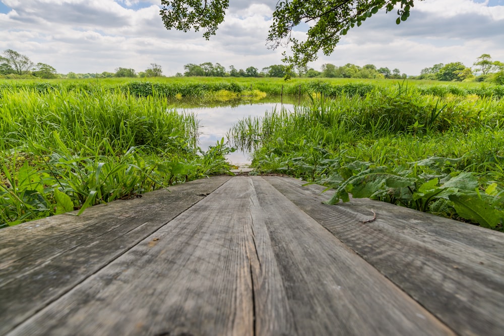 body of water surrounded with grass and trees during daytime