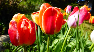 Close-up of vibrant tulips blooming in the Kupiškis garden.
