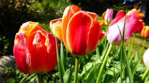 Close-up of vibrant tulips blooming in the Kupiškis garden.