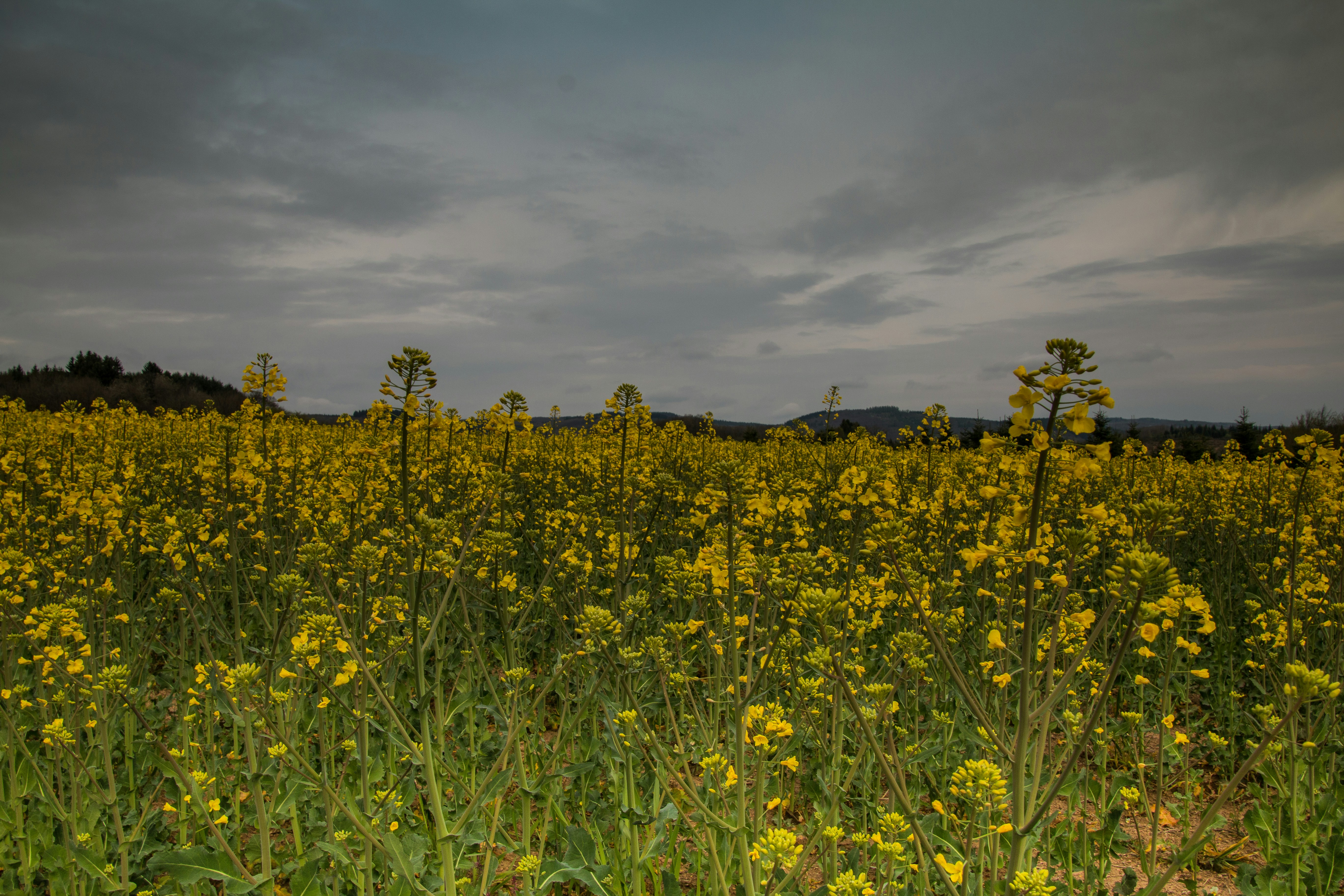 Free Unsplash photo from Marc Gustave