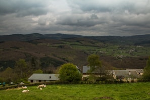 A scenic view of a rural landscape with livestock grazing.