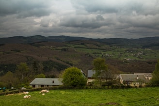 A scenic view of a rural landscape with livestock grazing.