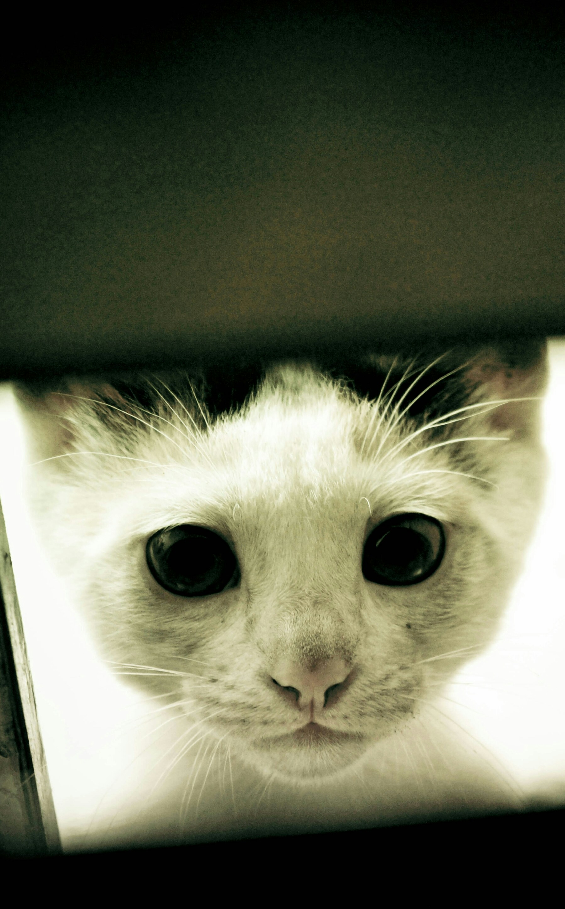 Free Unsplash photo from Abraham HardRock