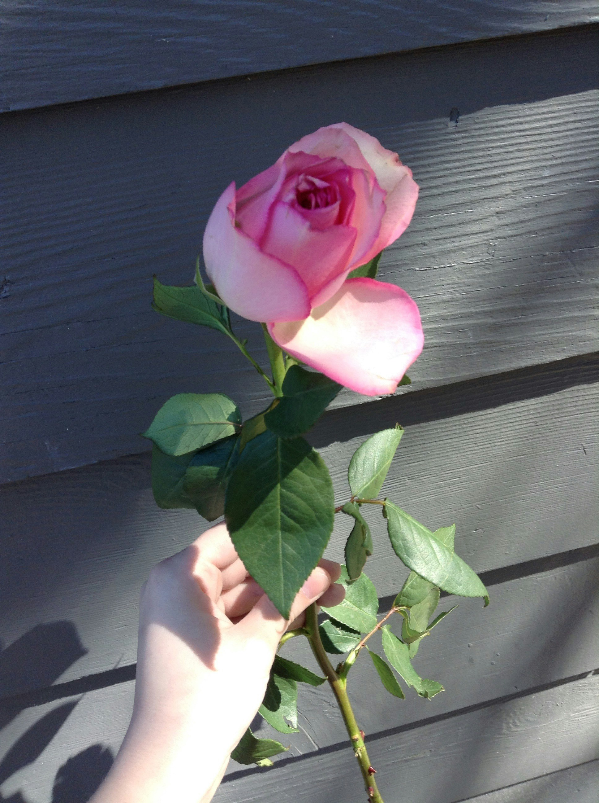 Free Unsplash photo from Jade Tjernagel