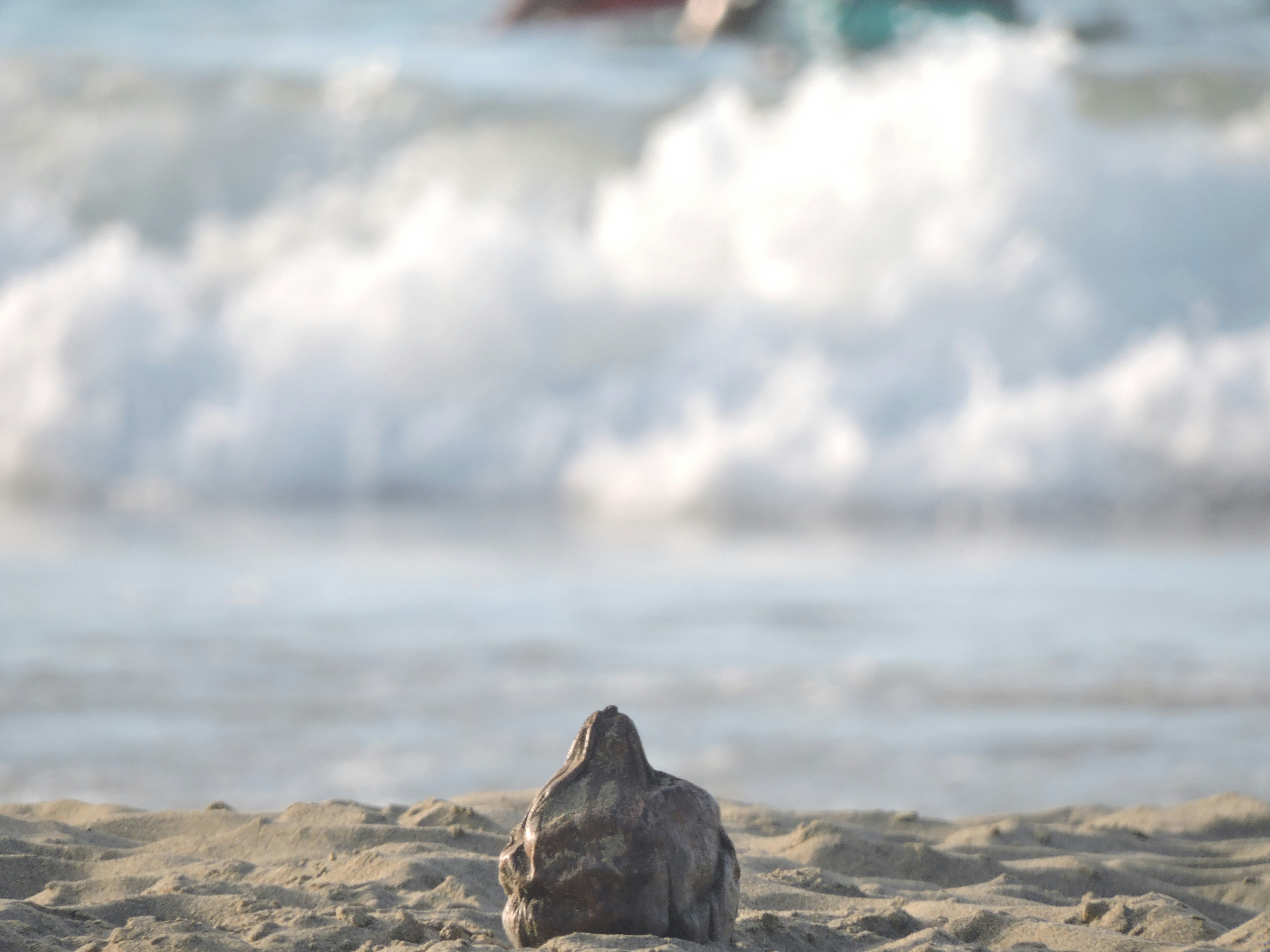 Free Unsplash photo from Hilary Madrigal