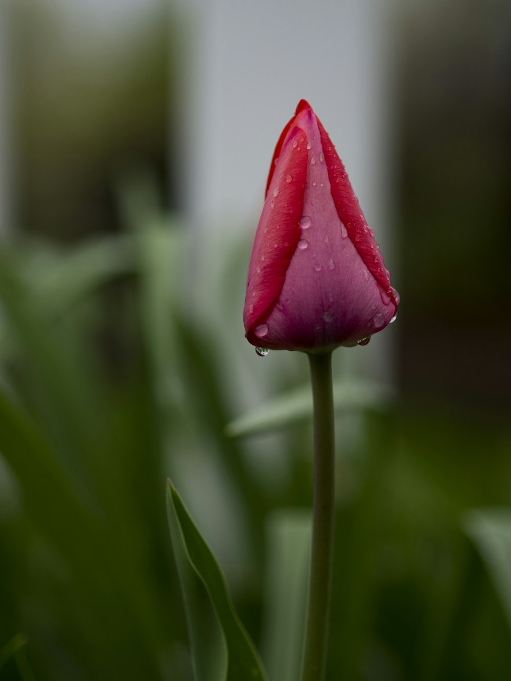 red petaled flower photography