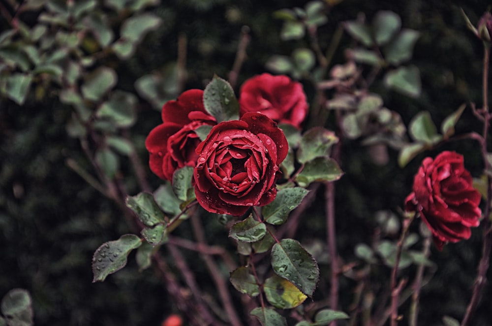 Photographie d’objectif inclinable fleurs rouges