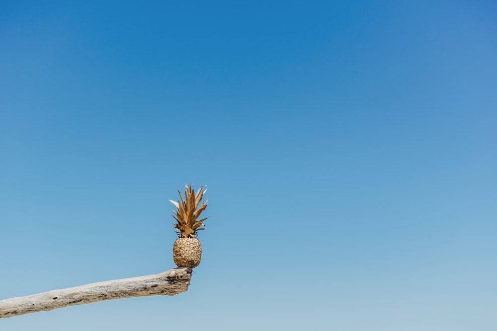 pineapple on the edge of the log