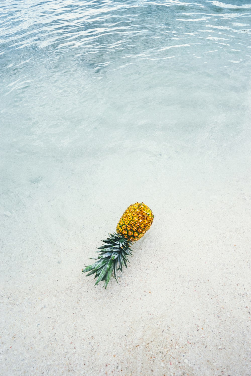 ananas au bord de la mer