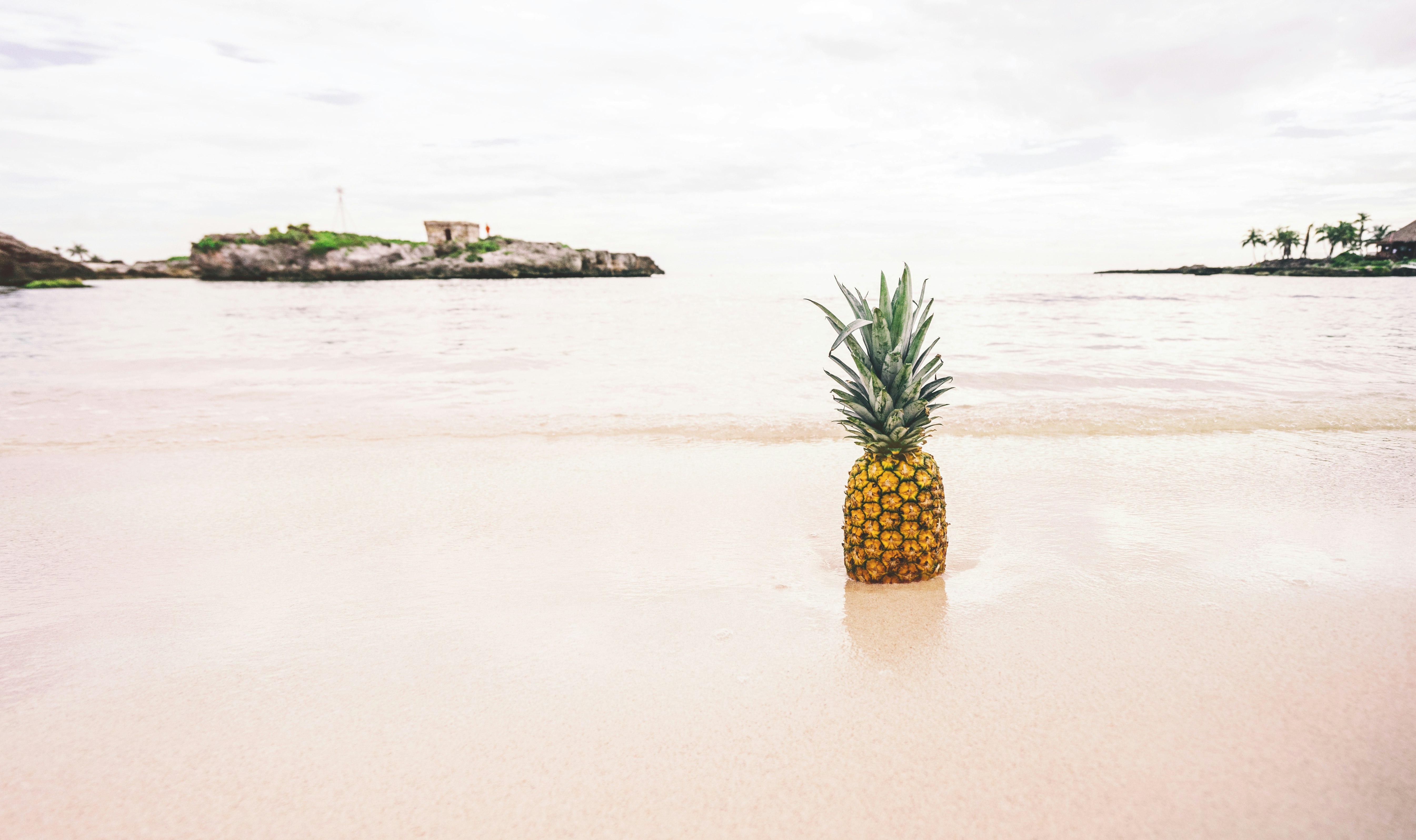 pineapple on the seashore photography