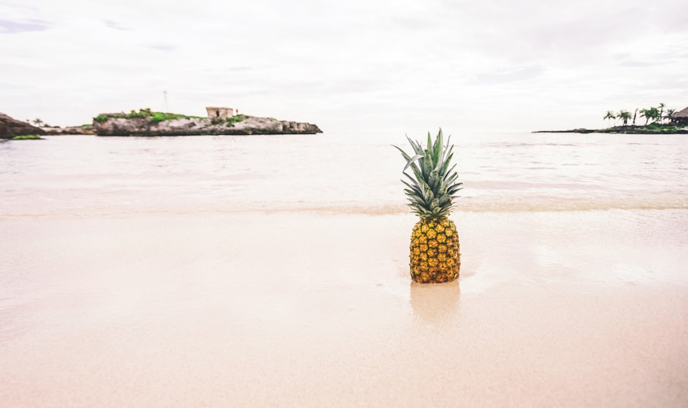 ananas in riva al mare fotografia