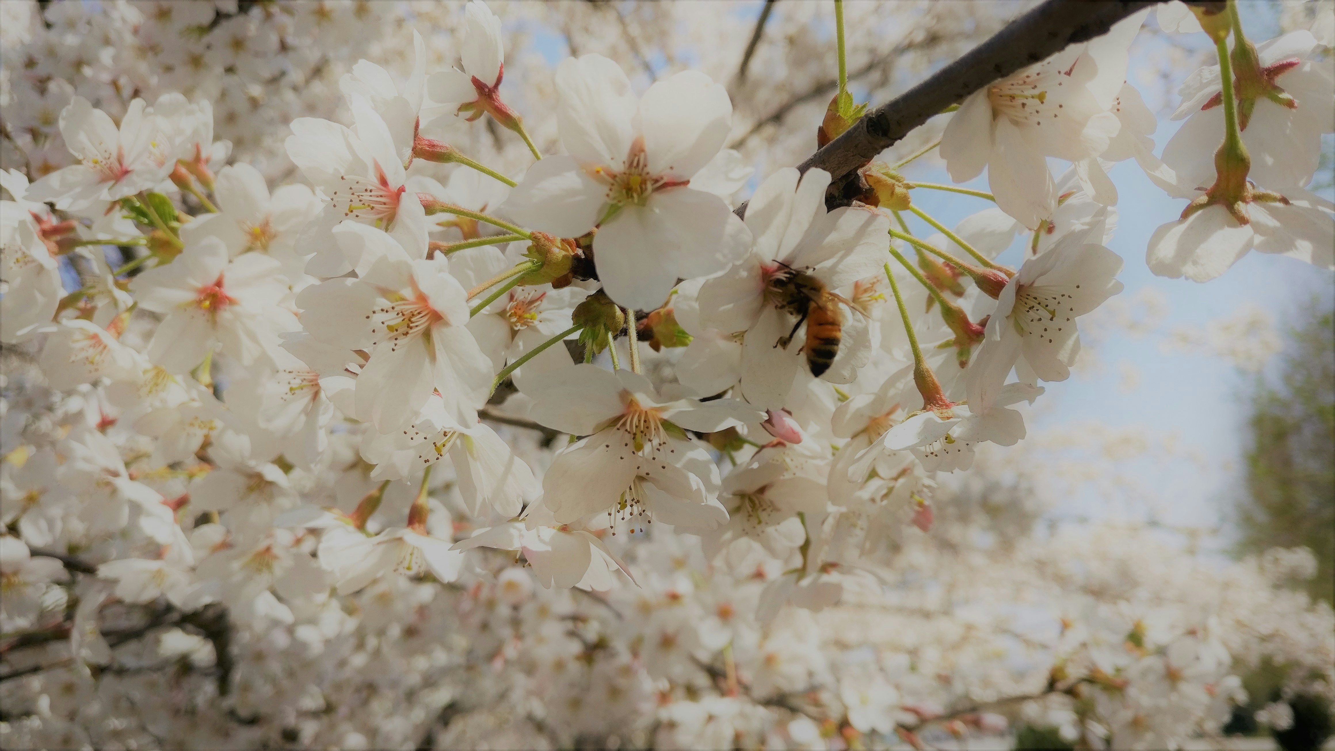 Free Unsplash photo from Herry Mecrico