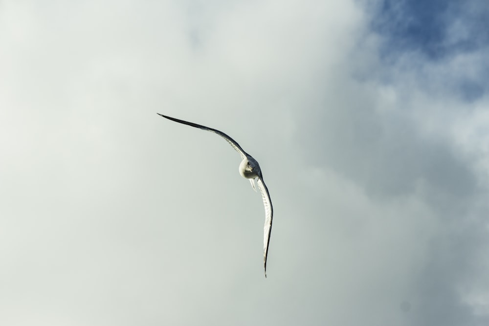 white and black bird flying under white clouds during daytime