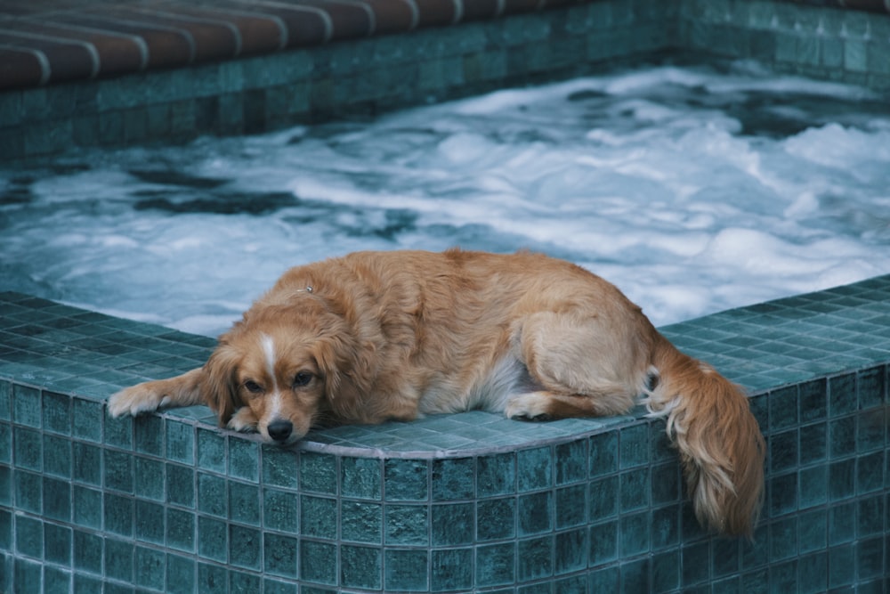 Cão marrom deitado na borda da banheira de hidromassagem durante o dia