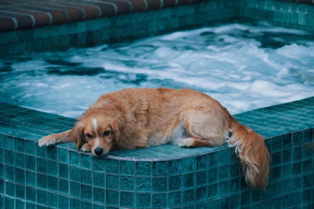 brown dog lying on edge of hot tub during daytime