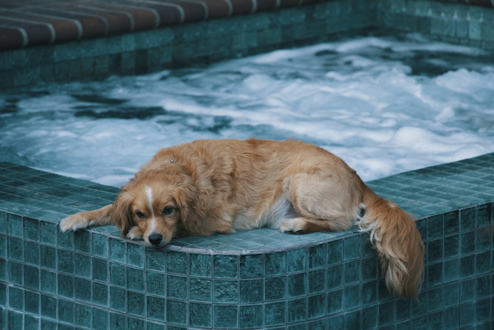 Canon EOS 700D (EOS Rebel T5i / EOS Kiss X7i) sample photo. Brown dog lying on photography