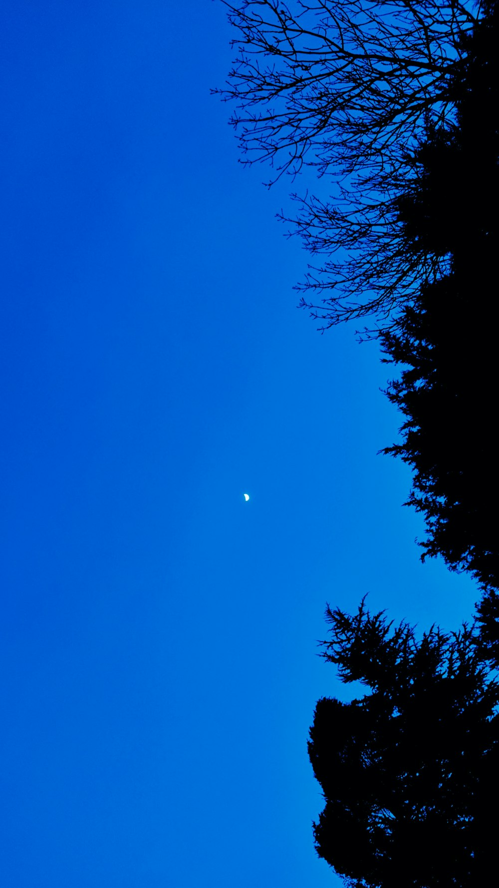 Des arbres et un ciel nocturne bleu.