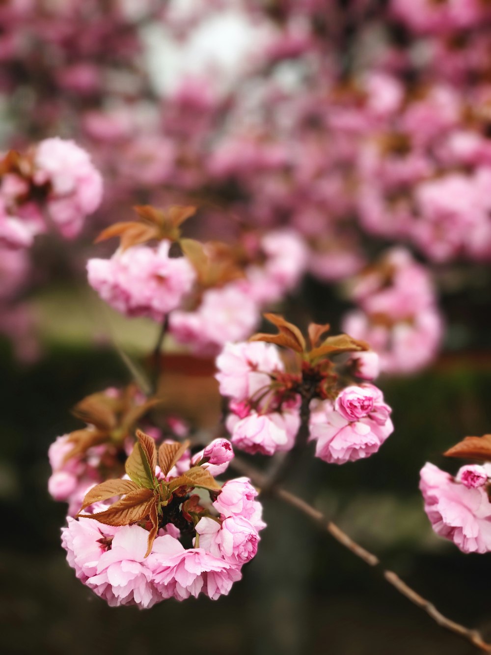 flores rosadas en flor