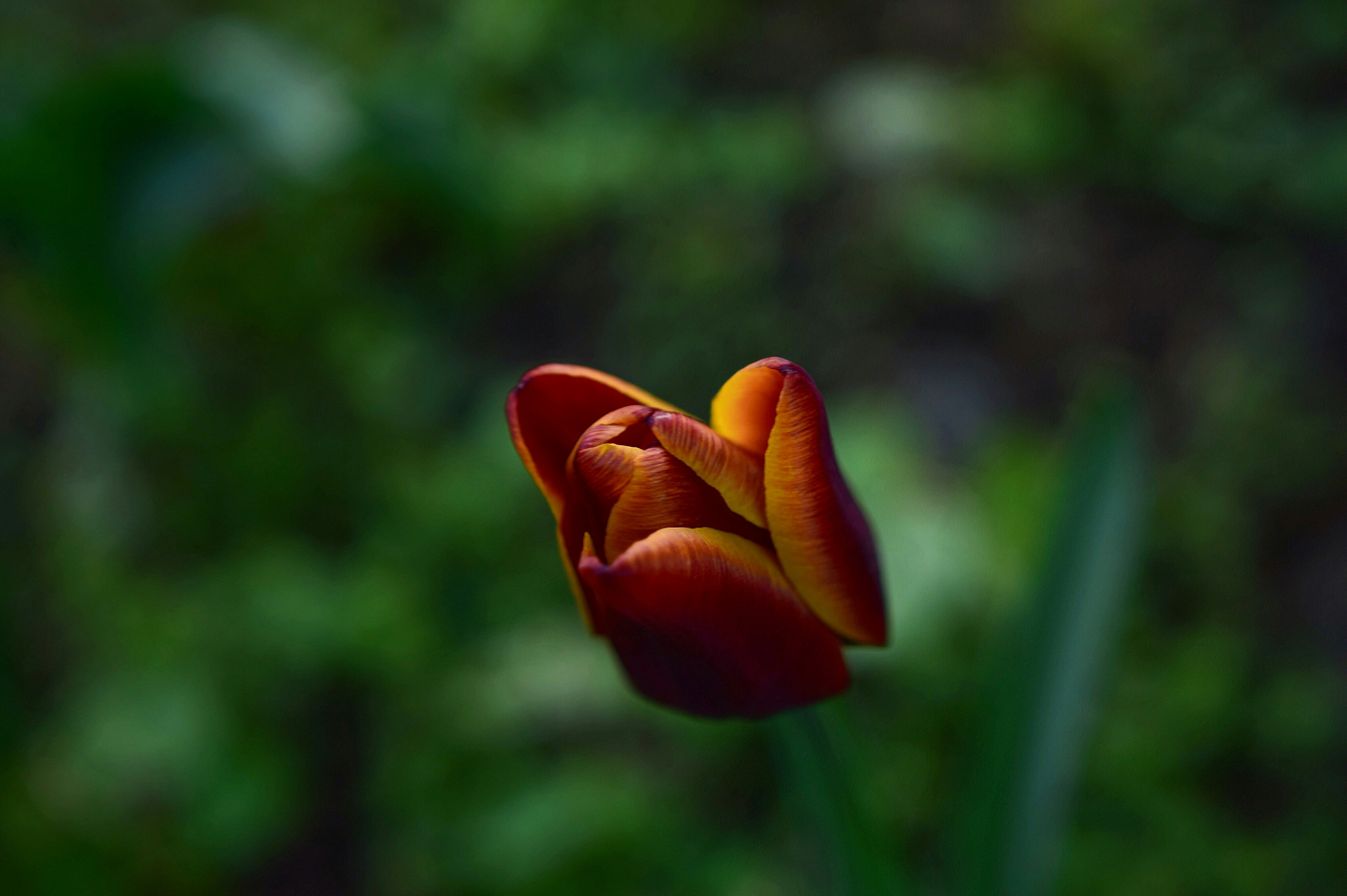 Free Unsplash photo from Mirciov Dan