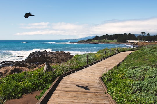 brown wooden bridge near ocean during daytime in Cambria United States