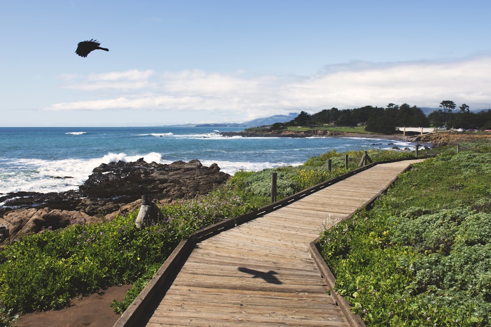 brown wooden bridge near ocean during daytime