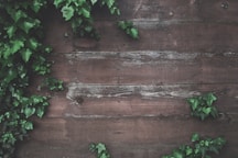 green vine plant beside wall