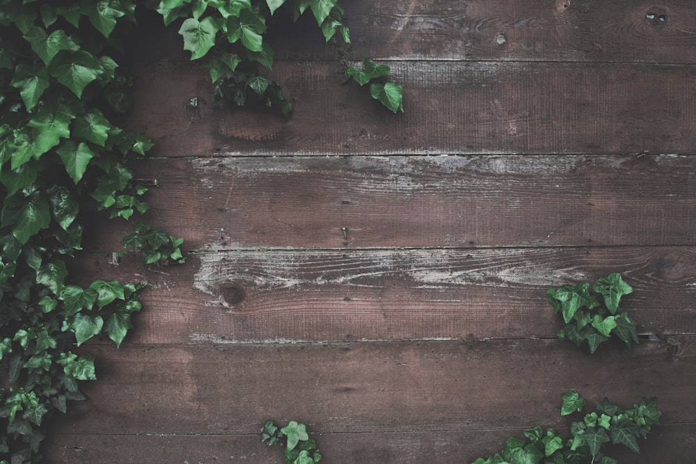 green vine plant beside wall