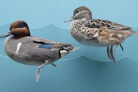 Three ducks are featured against a light blue background, appearing as if they are swimming in a stylized setting. A male duck with a striking chestnut and green head leads, followed by a speckled brown female and a fluffy duckling.