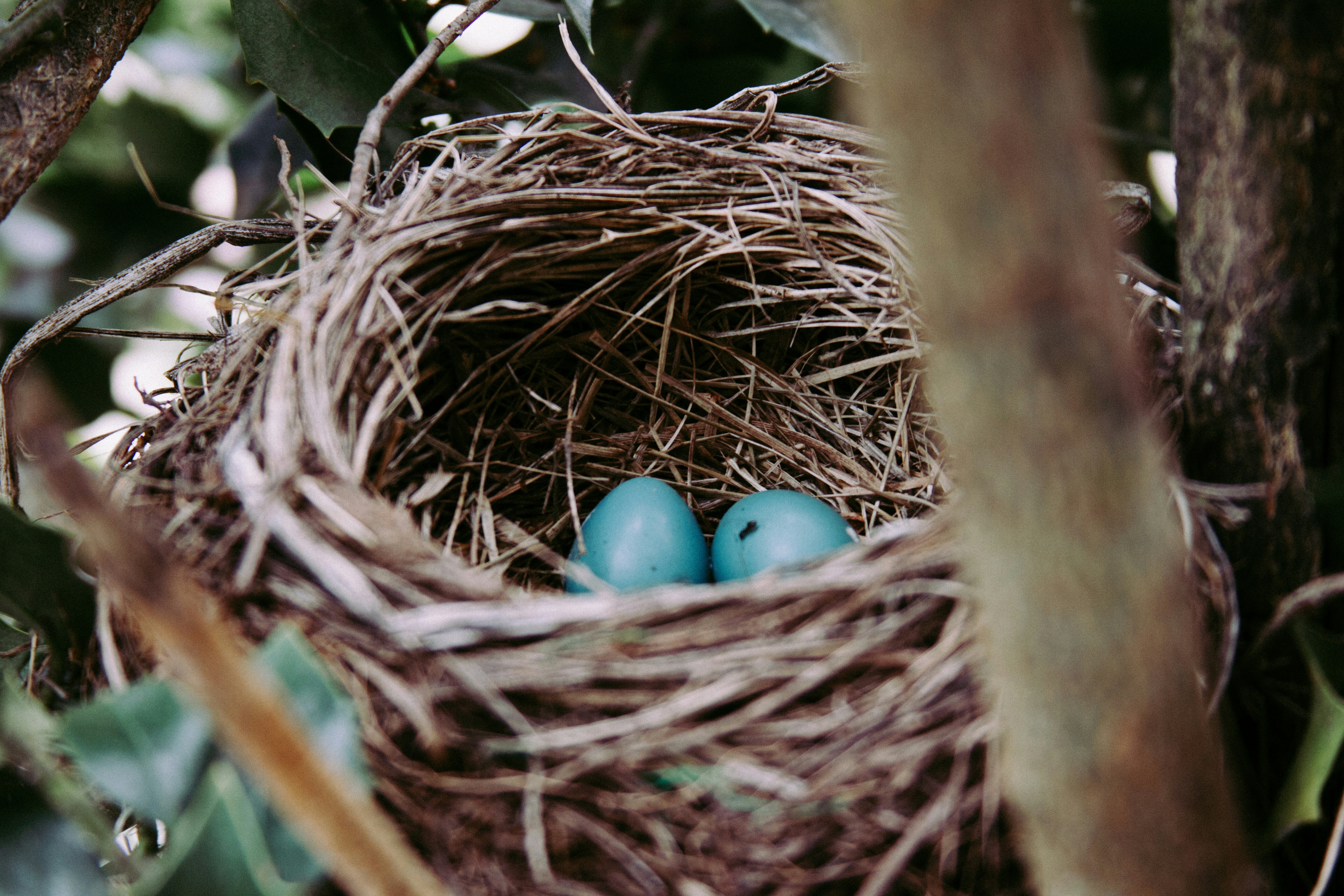 Free Unsplash photo from Niketh Vellanki