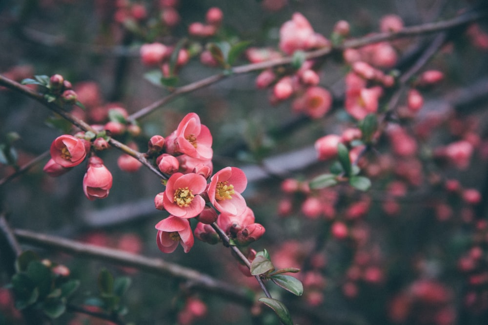 fotografia de foco seletivo de flores de cerejeira rosa