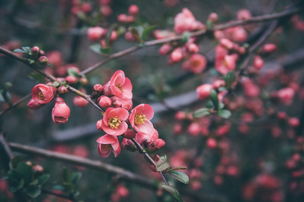 selective focus photography of pink cherry blossoms